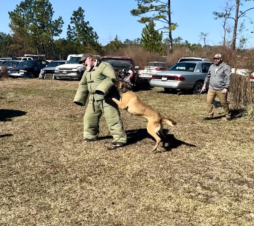 K9 Kai bite training exercise 